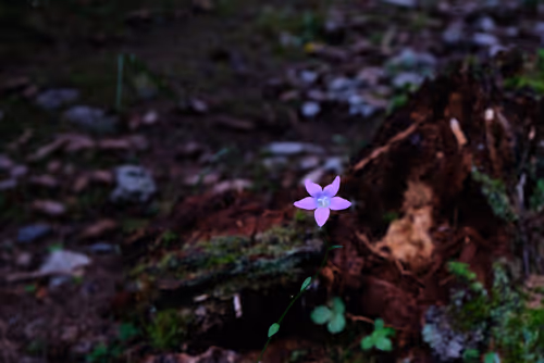 Item #105475816949175725597838668609224528502922702307421382918206128497915869528065 Media