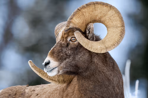 Item #75327773977478481342617408825992038679247000512655161408739199605689374736385 Media