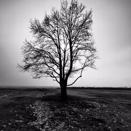 studiokalawaah Collection