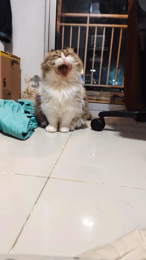 Item #16482375578833289568488989749257886304547696025994034486098700302358302162945 Media