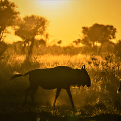 Wild Sundown