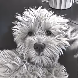 Sir Howard Doodle