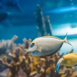 WaterFish