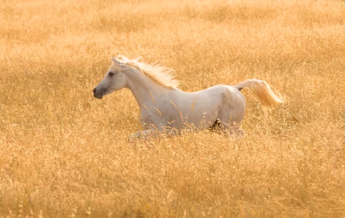 Item #12333759371985289416686528618250941787801478820548931806244366482238158667777 Media