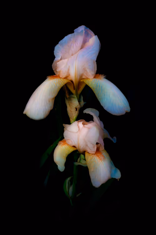 Item #78290859564487950582035157187154512379100989933844946097788898092094085660673 Media