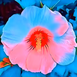 Pink Hues on Blue