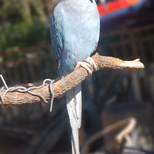 IndianRingneck