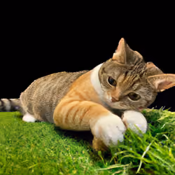 Mui Mui lies on the grass