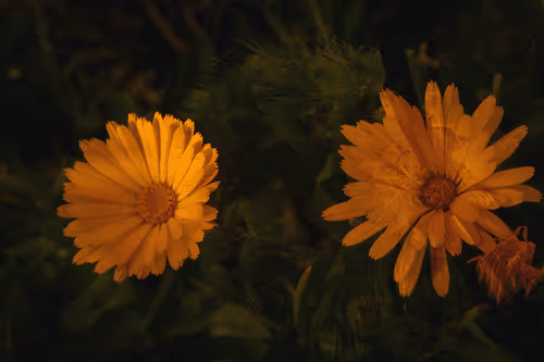 Item #1448819722811812157553440872911488319417736624981688873626406821066532978689 Media