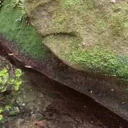 The insect horde