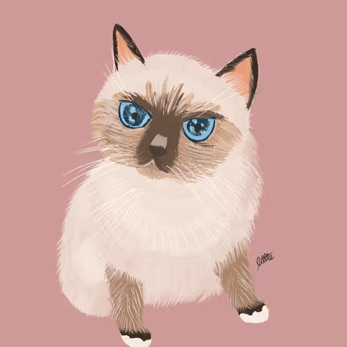 littleeeeeeee_ Collection