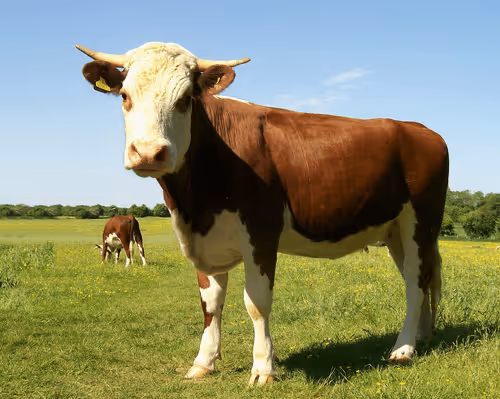 Geoff, a cow from Basingstoke