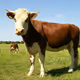 Geoff, a cow from Basingstoke