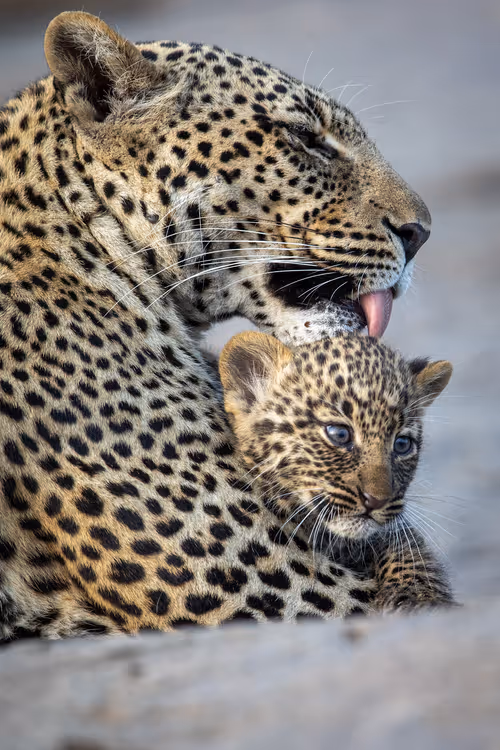 Item #47283985541212383622854558210808403348987153639126174698538946825831816626177 Media