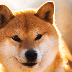 Big Shib