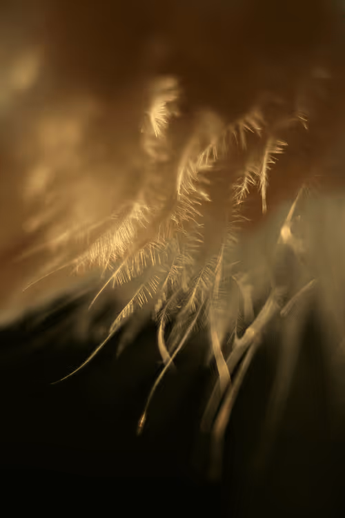 Item #13606181839721576894155883308236999132816604807813273145513526393447712292865 Media