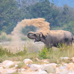 Indian Elephant
