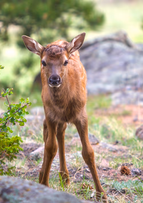 Item #19207338348144225692080396183640865546201068415206893468727031792591746105345 Media