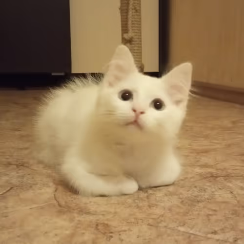 Item #763224073280193224173041358155125596503139434424356380946212160760132403201 Media