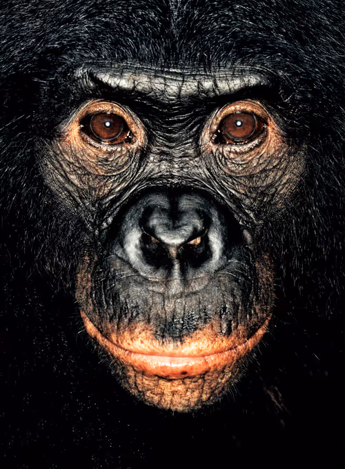 Item #109162157552346088047496633038404394118504199992061596446112929764559361671169 Media