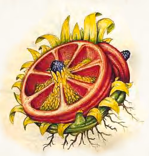 Item #78864796298763862712883292803622526859653475415382773801457426602984761982977 Media