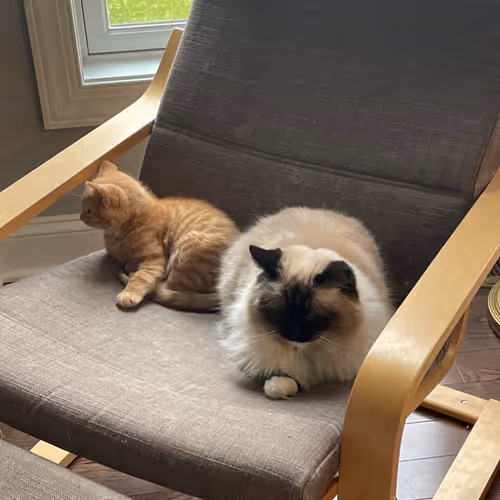Pepitathekitten
