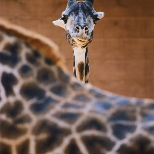 Giraffe #8
