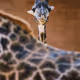109035602226808003781190119812646007383870584685532442463381147005163705204737