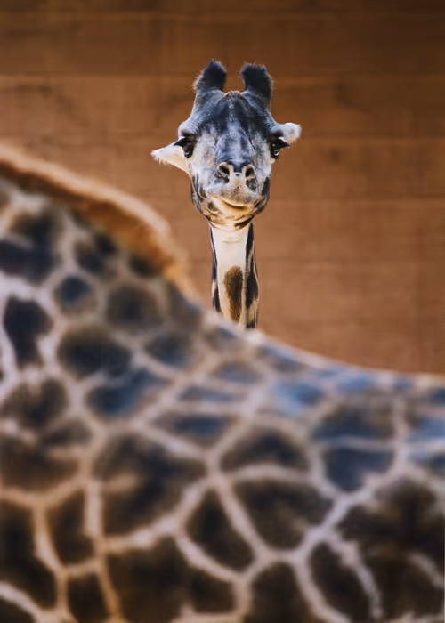 Item #109035602226808003781190119812646007383870584685532442463381147005163705204737 Media