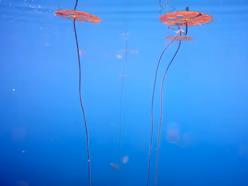 Item #115430421716330114127925714386191036467996783471008022249532804625417117892609 Media