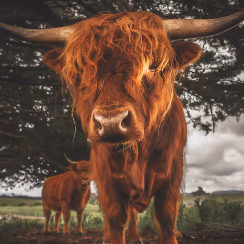 HIGHLAND COW