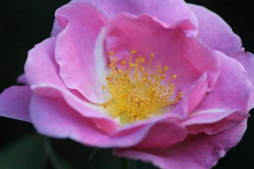 Item #51124555051901614330264480006545612592022390906904121289505624511831190011905 Media