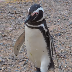 penguin club