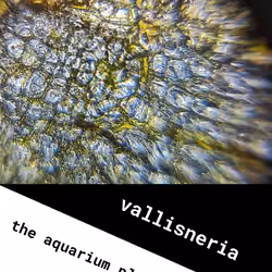 The Aquarium Plant Cell
