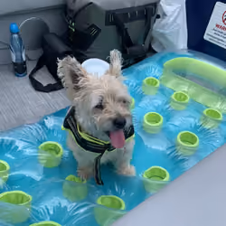 Cinnamon on a Floatie