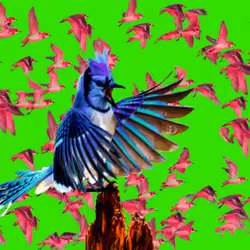 Blue Jay Angry 3/10