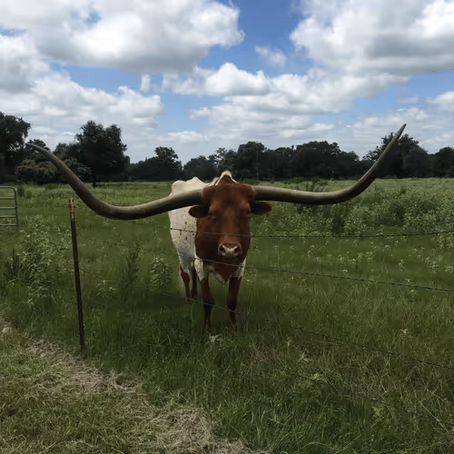 Splat-Cat Collection