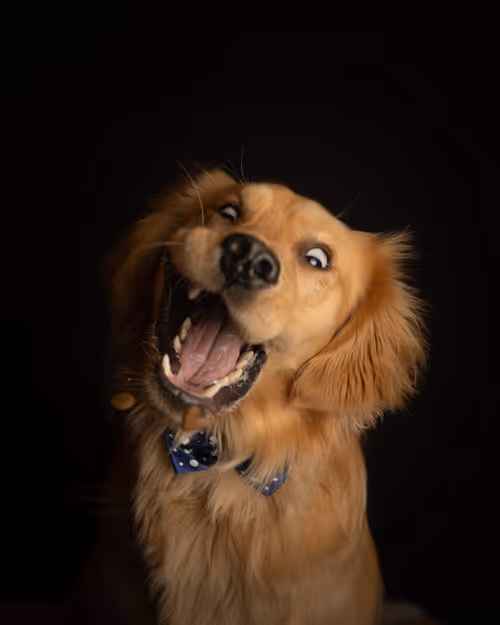 Item #3145360531430904933495942820931552338028161050553888084454697296899675783169 Media