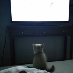TVcat
