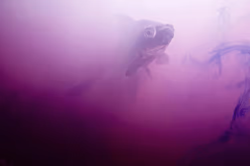 Item #101713277105975589639880448454091243544280285560533982294413790914485197733898 Media