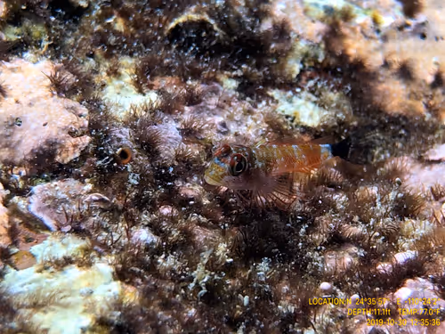 Item #80965803268169370603932631570667161375508893671094224909166964306332830662657 Media