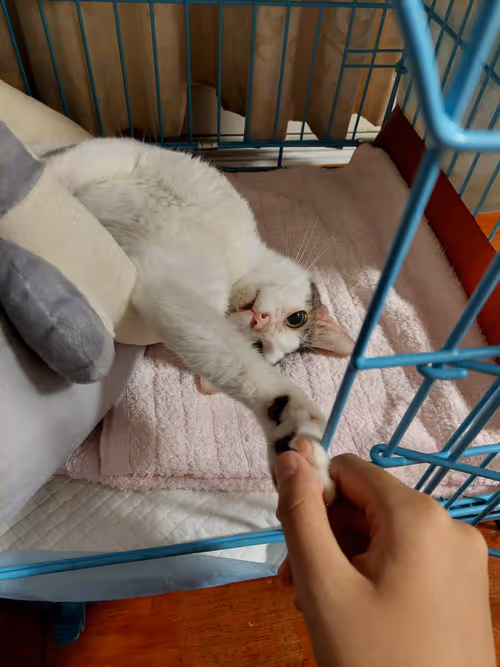 Item #99936926881834722245494880846447902772970396691943269501904837347290883555329 Media