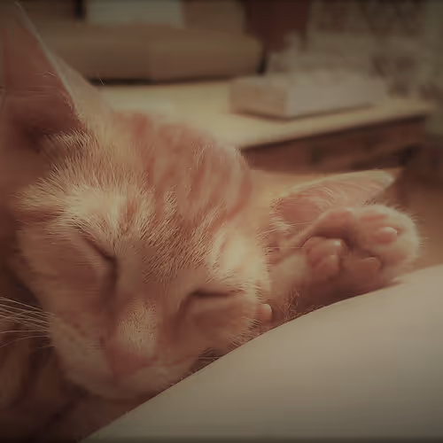 Orange Cat Love