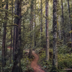 Follow Your Path