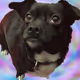 BaileyDoge