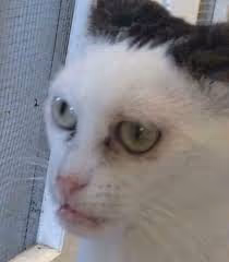 Untitled Collection #84210344