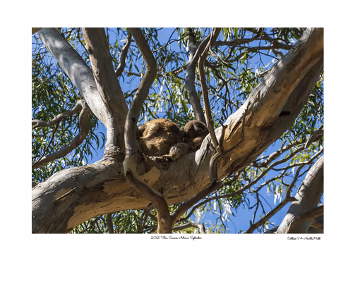 Item #24600310660482288606297797528155087939323639147399647196853483662231004512257 Media