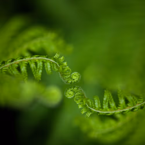 Saudujas_Bloom_1_1