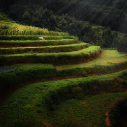 "NATURE" Color of spirits #8