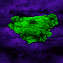 Funky Fungus